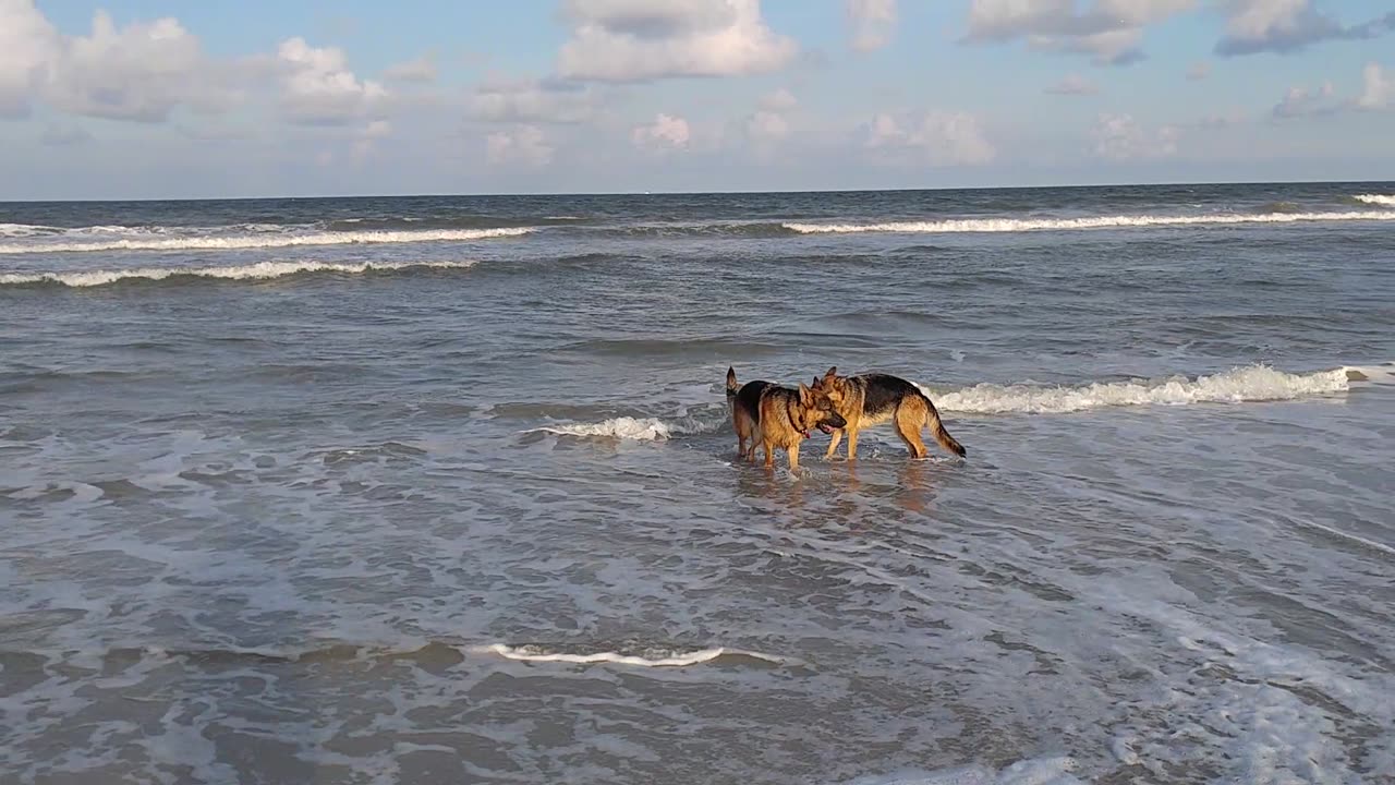 German Shepherds Florida Beach