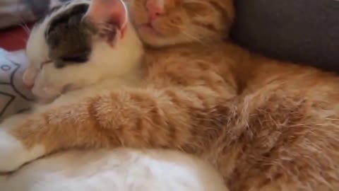 Cat romantic funny video