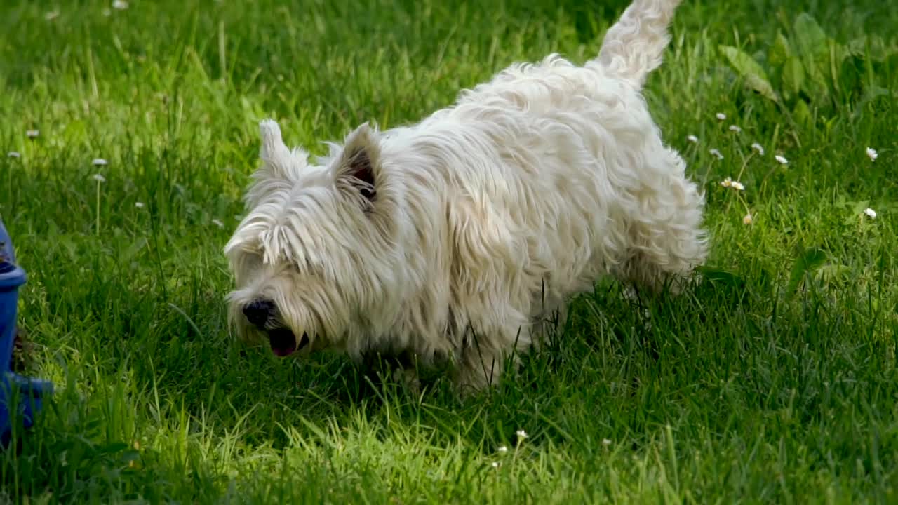 Cute Little Dog Walking In Park