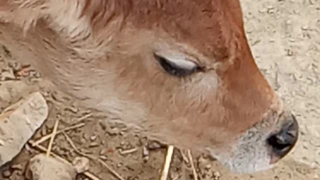 Cow Baby try to sleep