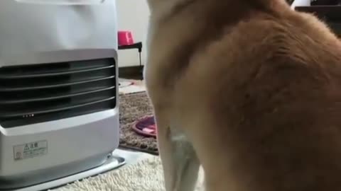 I'm a fan-blower dog