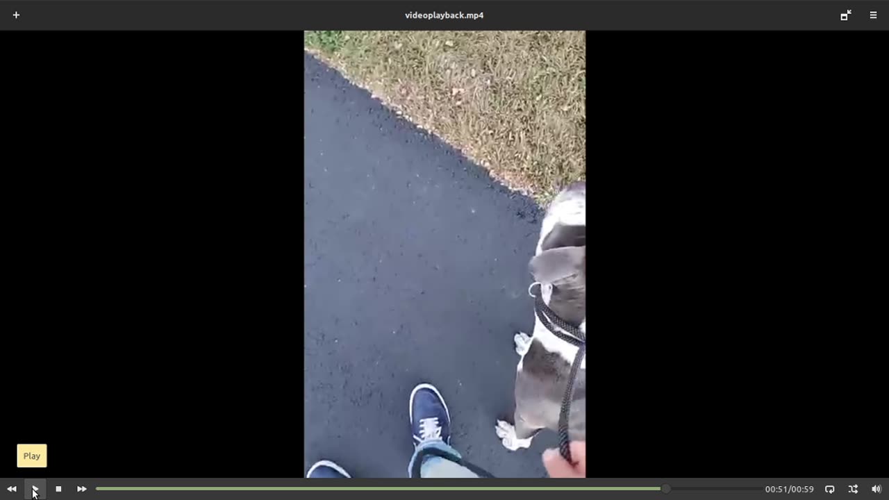 The Anti Dog Trainer. Is He Really Anti Dog Training? Lets Talk Psychology.