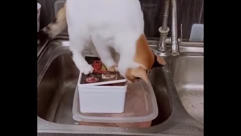 Funniest Cats 😹 - Don-t try to hold back Laughter 😂 - Funny Cats Life 21