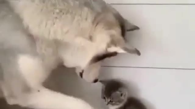 Two best friends in a room *adorable video*