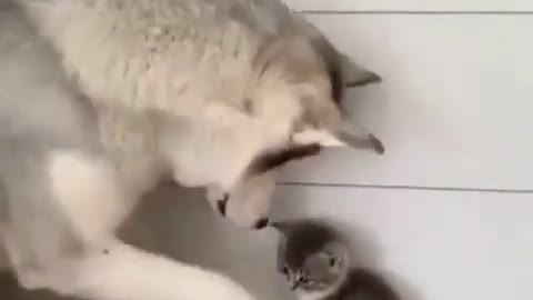 Two best friends in a room *adorable video*