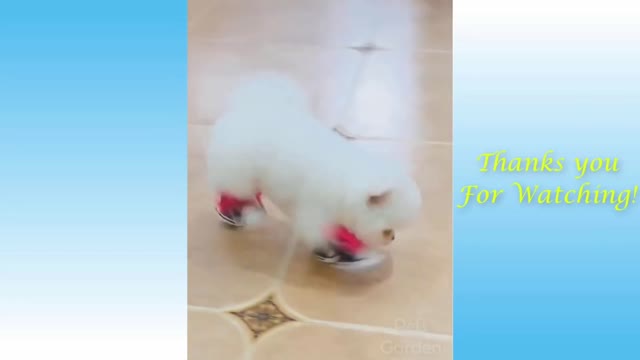 Cute pets and funny animals| #1