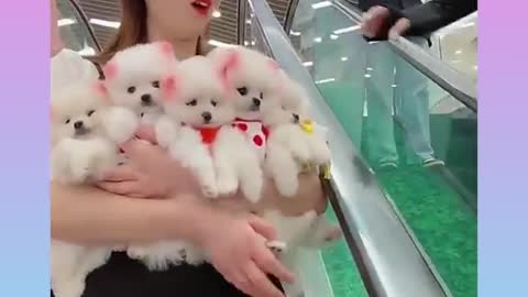 Cute and Funny Dogs Videos Compilation_ |02|_#shorts