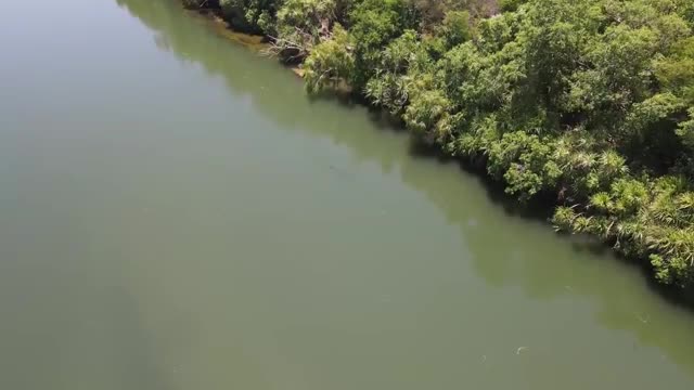 How to kill a fish🐠🐋🐟 killer 🐊crocodile