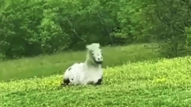 funny animals