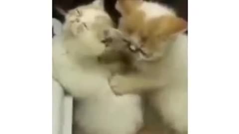 cat teaching how to massage