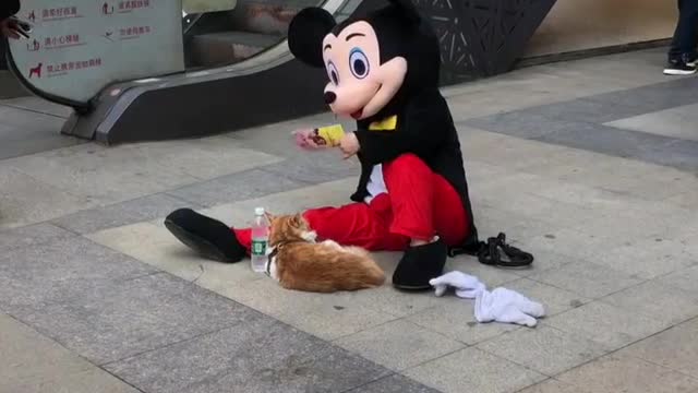 Funny cat videos for kids