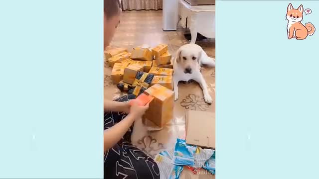 Cute dog & funny puppies moments