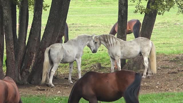 horse sound wild horses