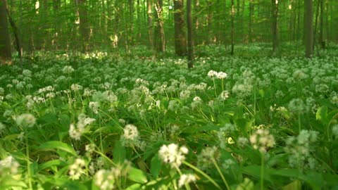 Wild flowers and grass