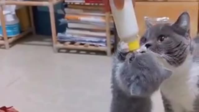 This kitten looks soo Hungary, and too funny