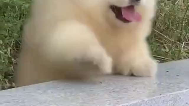 Funniest and Cutest Puppies