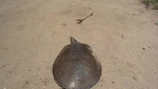 SUPER SPEEDY TURTLE