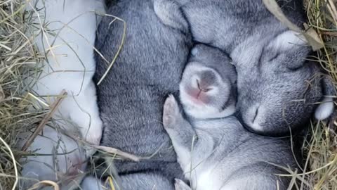 Baby Bunnies Sleeping