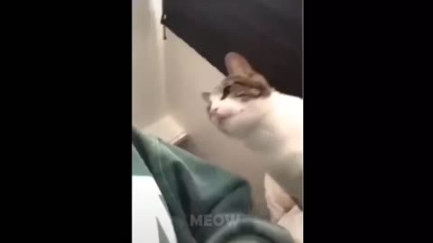 Funny Cat Screams in Disgust and throw up after being kissed by its owner