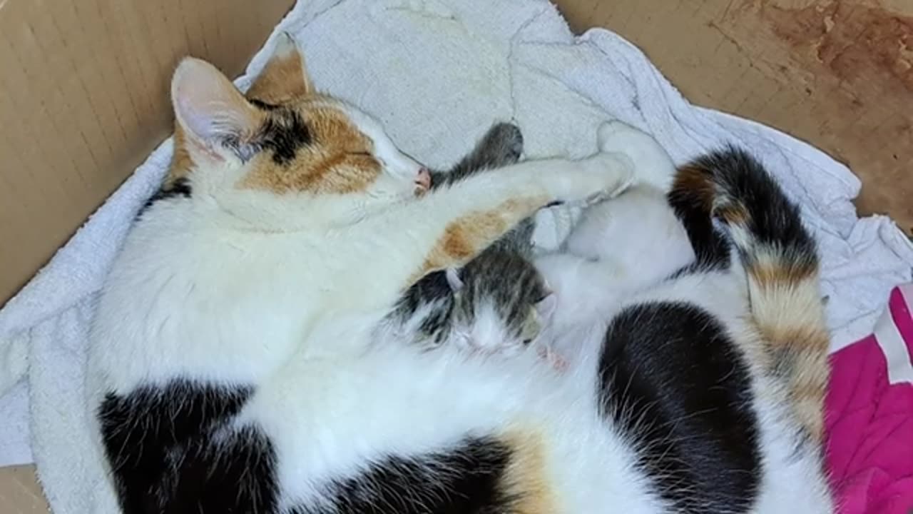 A mother cat is nursing her kittens. These kittens are so cute.