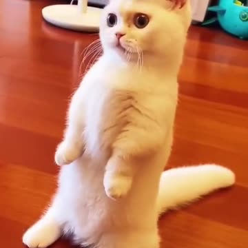 Hi hi good morning 😂🤣 #cats #loves