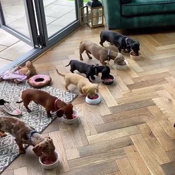 "From Kibble to Treats: Unleashing the Secrets to Nourishing your Furry Friend!"