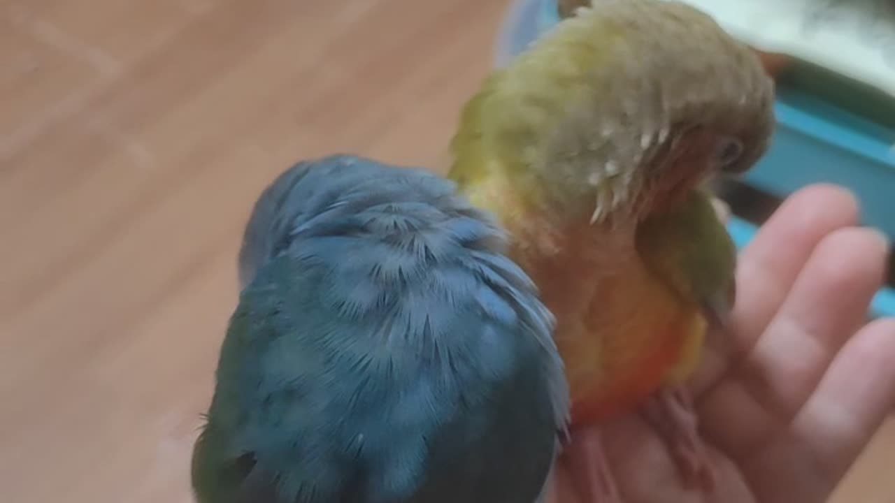 Parrots