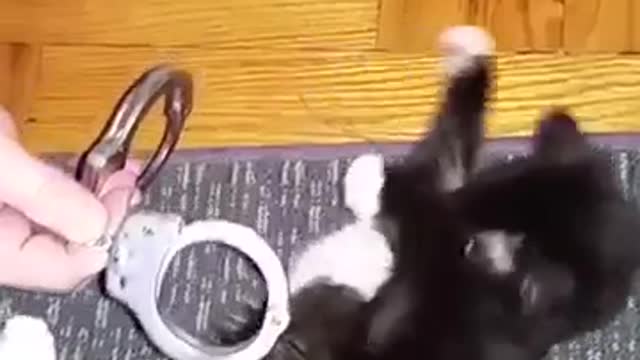 funny and beautiful cats! love