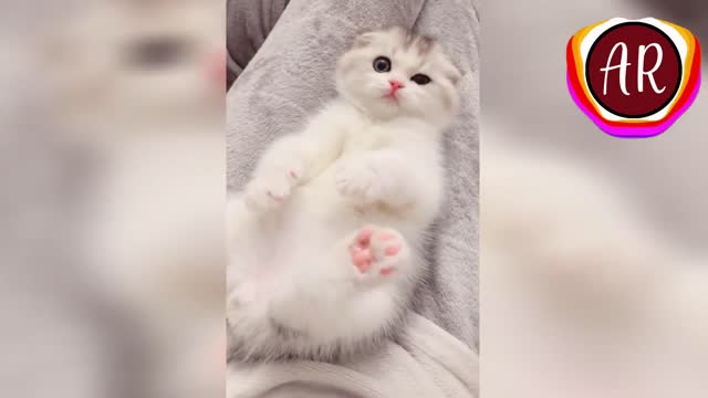 Cute Kitten