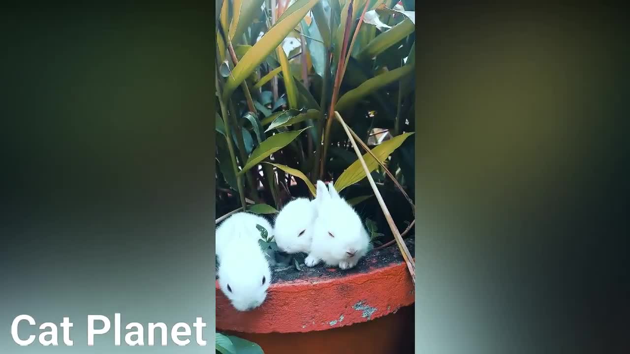 Cute Hamster and Funny