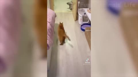 Funniest Cat and Dog Videos, YOU WILL CRY OF LAUGHTER