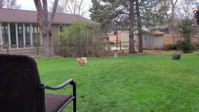 Pomeranian - "Moose"
