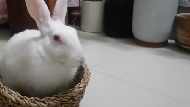 TREAT TREAT TREAT!!! cute boy 🐰