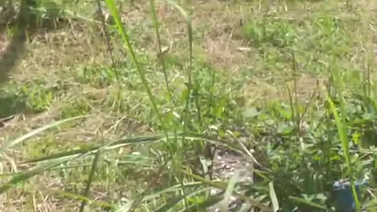 Baby Monitor lizard in the backyard