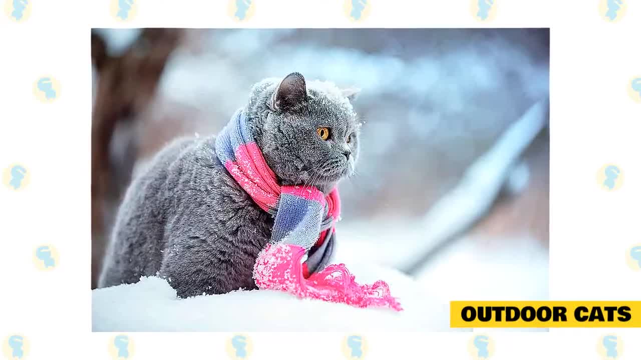 Cat 101: Cats and Cold Weather