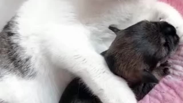 The cat and her baby