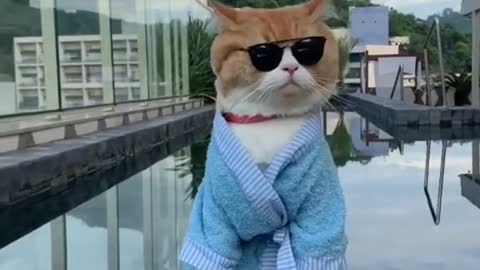 Cat's attitude 😎