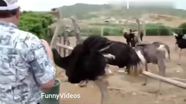 funny zoo Animals Funny Animals Videos