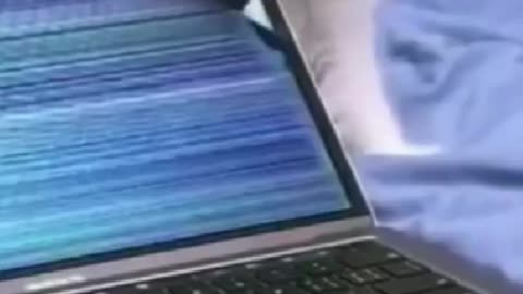 Cute cat broken the laptop