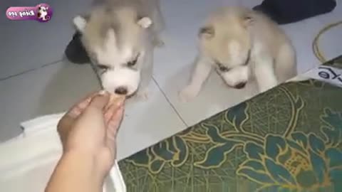 2 baby huskies can eat durian just like their dad