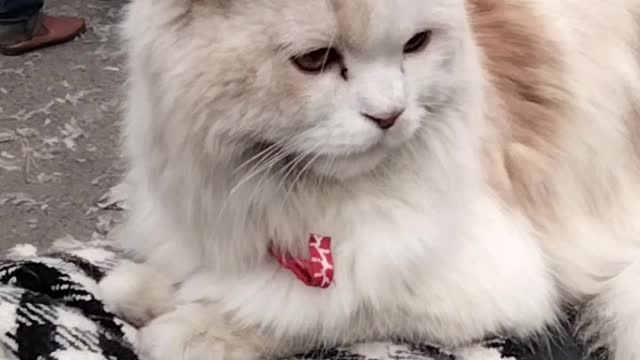 Cute Cate Video By Kingdom Of Awais