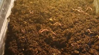 Splitting a 5 gallon buckets of ANC Compost Worms