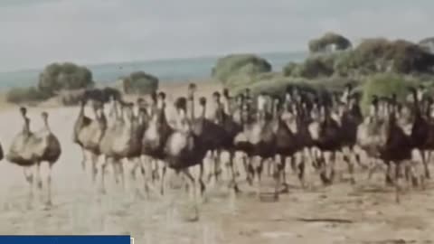 the Great Emu war of Australia