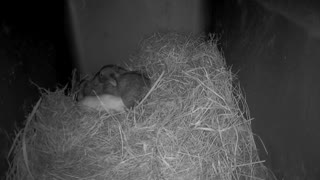 Baby bunny sucking foot