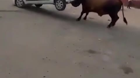 Bull verses car rumble