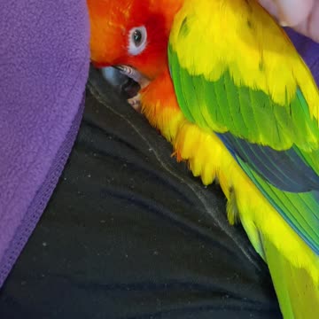 Reality with a bird vs. social media!