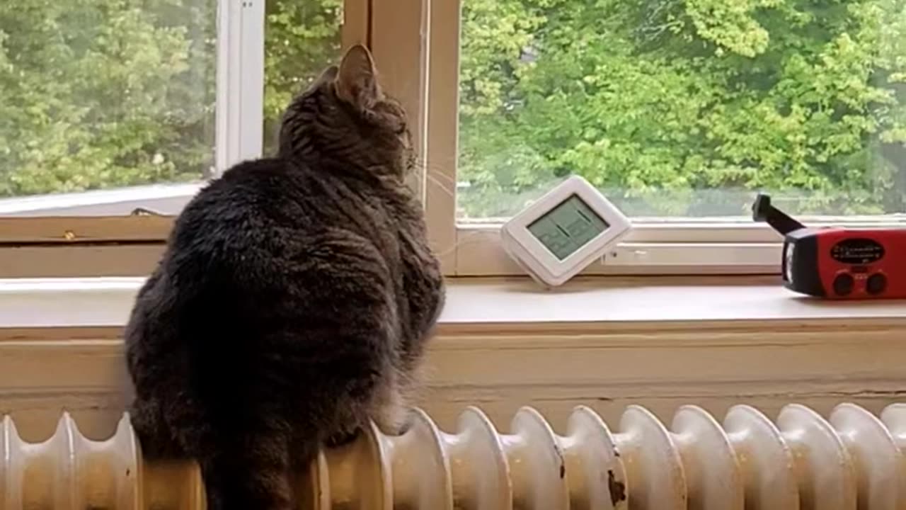 Bastet sitting by the window and searching after the bird