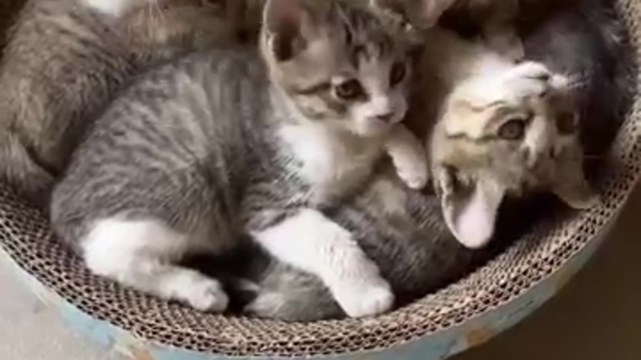 Cute kittens ❤️❤️