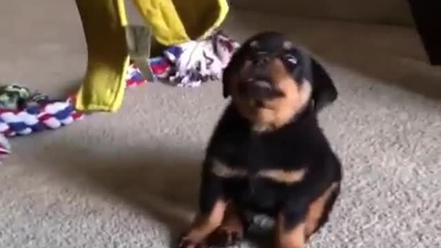 The dog is quarreling.