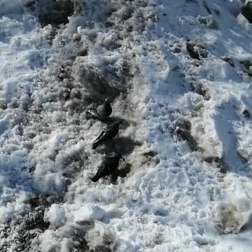 Pigeons walk along the street.